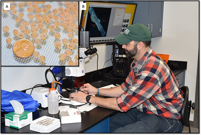 Man at desk using microscrope.  Inset image of lake trout eggs comparing them in size to a US penny, showing them significantly smaller.